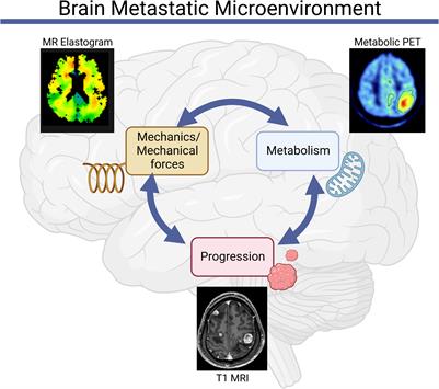 Mechanical and metabolic interplay in the brain metastatic microenvironment